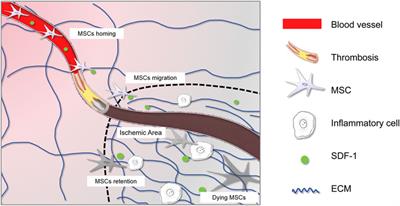 Rebuilding the myocardial microenvironment to enhance mesenchymal stem cells-mediated regeneration in ischemic heart disease